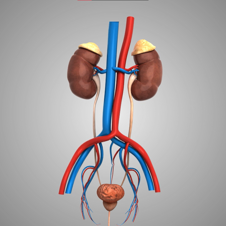 Kidney Explainer – 3D Medical Anatomy Animation